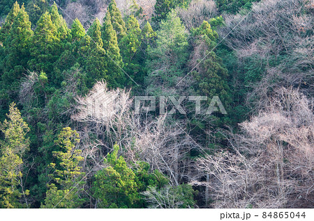 常緑樹と落葉樹《道志村》 常緑樹と落葉樹《道志村》 84865044