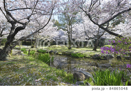 春の渉成園 庭園の桜 京都市下京区 春の渉成園 庭園の桜 京都市下京区 84865048