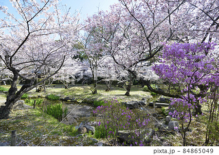 春の渉成園　庭園の桜　京都市下京区 84865049