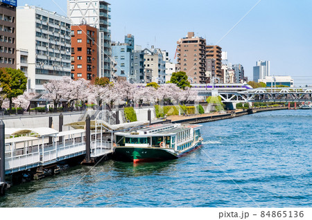 東京都台東区 春の隅田川 ~隅田公園の満開桜~ 東京都台東区 春の隅田川 ~隅田公園の満開桜~ 84865136