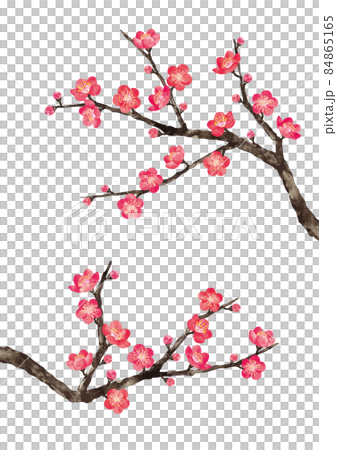 Plum Blossom 8 84865165