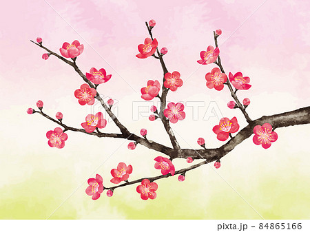 梅 梅の花 7 梅 梅の花 7 84865166