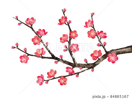 梅 梅の花 6のイラスト素材 [84865167] - PIXTA