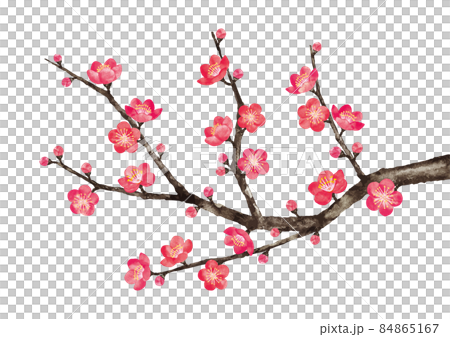 梅花6 梅花6 84865167