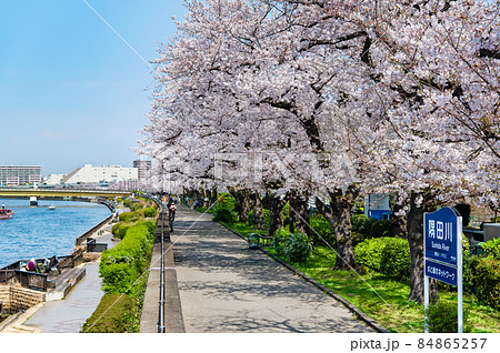 東京都墨田区 春の隅田川 ~言問橋周辺の満開桜~ 東京都墨田区 春の隅田川 ~言問橋周辺の満開桜~ 84865257