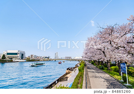東京都墨田区　春の隅田川　～言問橋周辺の満開桜～ 84865260