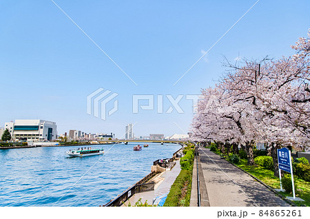 東京都墨田区　春の隅田川　～言問橋周辺の満開桜～ 84865261