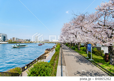 東京都墨田区 春の隅田川 ~言問橋周辺の満開桜~ 東京都墨田区 春の隅田川 ~言問橋周辺の満開桜~ 84865262