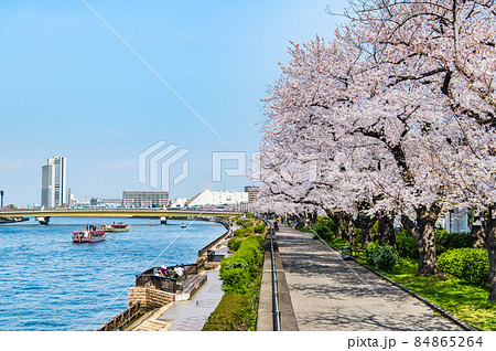 東京都墨田区　春の隅田川　～言問橋周辺の満開桜～ 84865264