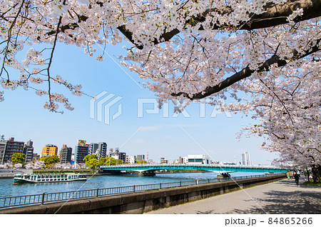 東京都墨田区　春の隅田川　～言問橋周辺の満開桜～ 84865266