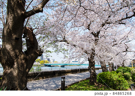 東京都墨田区 春の隅田川 ~言問橋周辺の満開桜~ 東京都墨田区 春の隅田川 ~言問橋周辺の満開桜~ 84865268