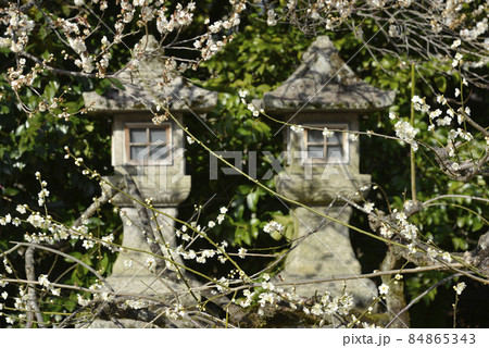 春の北野天満宮 梅と灯篭 京都市上京区 春の北野天満宮 梅と灯篭 京都市上京区 84865343