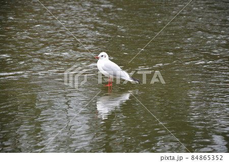 水辺の鳥 84865352