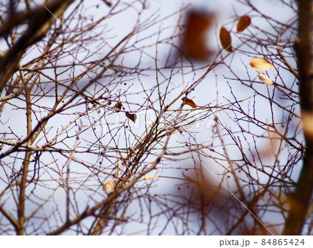 冬支度の樹木 84865424
