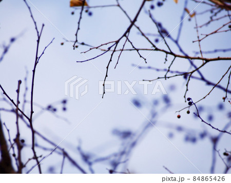 冬支度の樹木 84865426