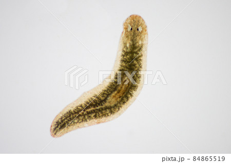 Planarian parasite (flatworm) under microscope view. Planarian parasite (flatworm) under microscope view. 84865519