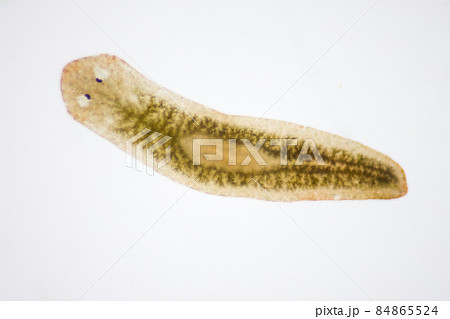 Planarian parasite (flatworm) under microscope view. 84865524