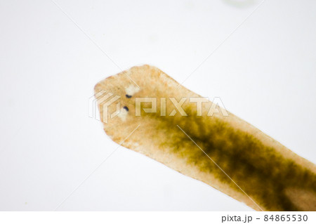 Planarian parasite (flatworm) under microscope view. Planarian parasite (flatworm) under microscope view. 84865530