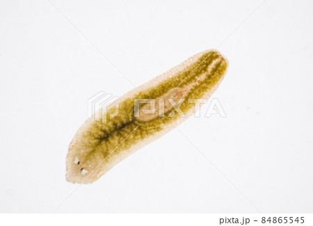 Planarian parasite (flatworm) under microscope view. 84865545