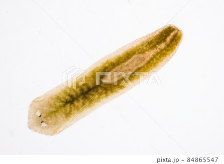 Planarian parasite (flatworm) under microscope view. 84865547