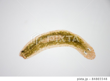 Planarian parasite (flatworm) under microscope view. Planarian parasite (flatworm) under microscope view. 84865548
