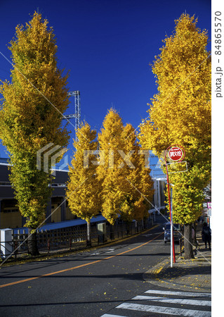 青空に黄金色に輝く銀杏並木の紅葉 84865570