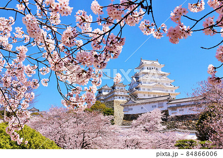 兵庫県　春の桜と姫路城 84866006