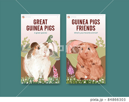 Instagram template with cute guinea pig concept,watercolor style Instagram template with cute guinea pig concept,watercolor style 84866303