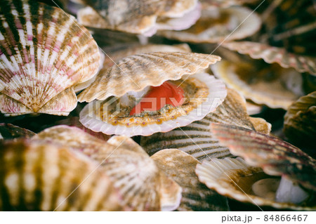 Close-Up Freshness Shellfish Close-Up Freshness Shellfish 84866467