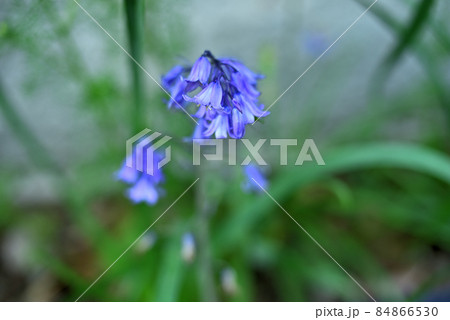 春を告げる花 84866530