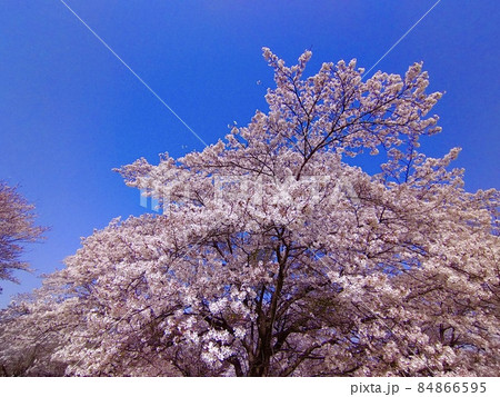 桜　ソメイヨシノ 84866595