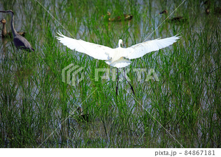 田園に舞う鷺たち17 84867181