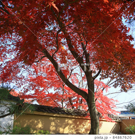 天龍寺 紅葉 天龍寺 紅葉 84867620