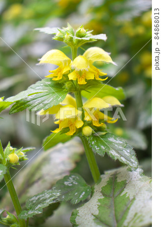 キバナオドリコソウ キバナオドリコソウ 84868013