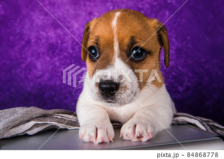 Cute Jack Russell Terrier puppy dog sits in a suitcase for traveling. Cute Jack Russell Terrier puppy dog sits in a suitcase for traveling. 84868778
