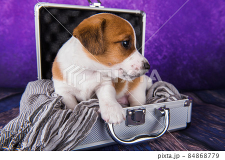 Cute Jack Russell Terrier puppy dog sits in a suitcase for traveling. 84868779