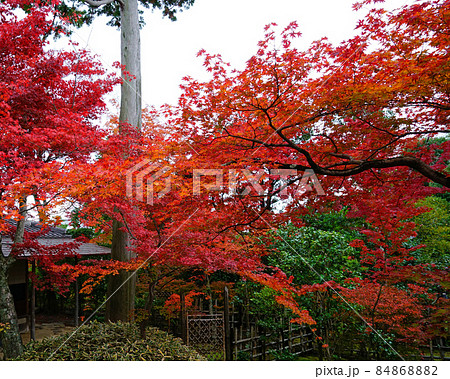 京都妙心寺　大法院　紅葉 84868882