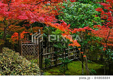京都妙心寺　大法院　紅葉 84868884