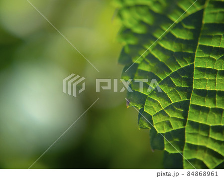 植物の葉(ズームアップ画像) 植物の葉(ズームアップ画像) 84868961