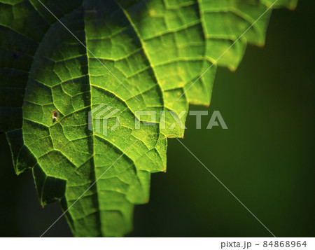 植物の葉（ズームアップ画像） 84868964