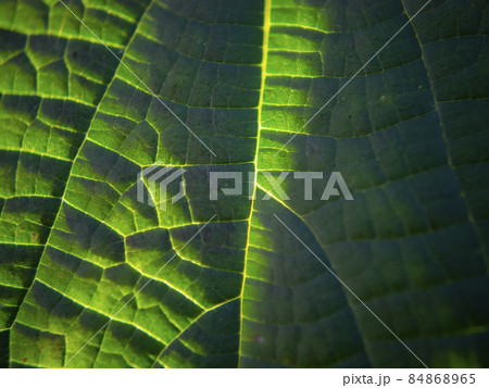 植物の葉（ズームアップ画像） 84868965