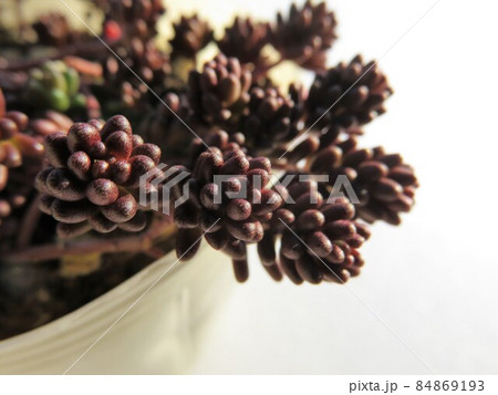 多肉　ブラックベリー 84869193