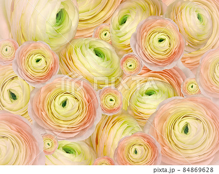 Floral yellow background. A bouquet of roses flowers. Close-up. Flower composition. Nature. Floral yellow background. A bouquet of roses flowers. Close-up. Flower composition. Nature. 84869628