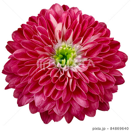 Chrysanthemum flower bright pink. Flower isolated on a white background. No shadows with clipping path. Close-up. Nature. Chrysanthemum flower bright pink. Flower isolated on a white background. No shadows with clipping path. Close-up. Nature. 84869640