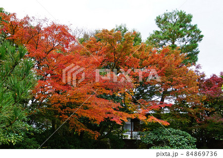 京都 圓徳院 紅葉 京都 圓徳院 紅葉 84869736