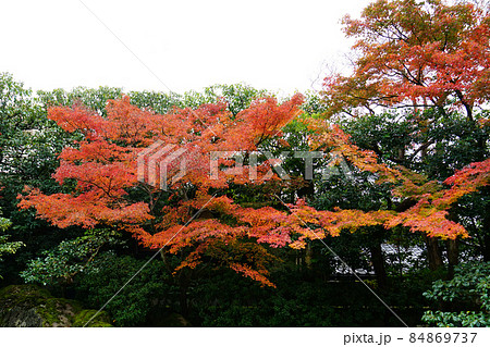 京都 圓徳院 紅葉 京都 圓徳院 紅葉 84869737