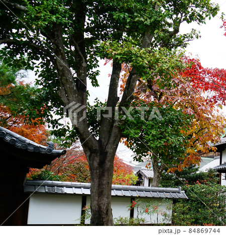 京都 圓徳院 紅葉 京都 圓徳院 紅葉 84869744