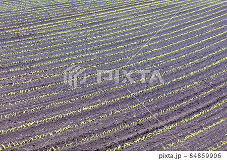 大規模農場の春 大規模農場の春 84869906