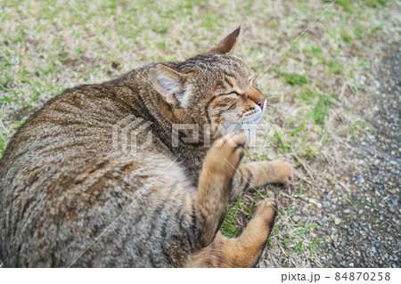 【猫】芝生でくつろぐキジトラ猫 84870258
