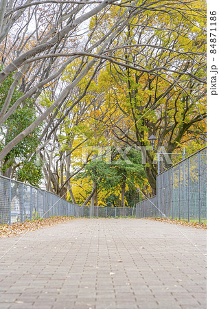 銀杏が黄葉色づく晴天の秋晴れ 84871186
